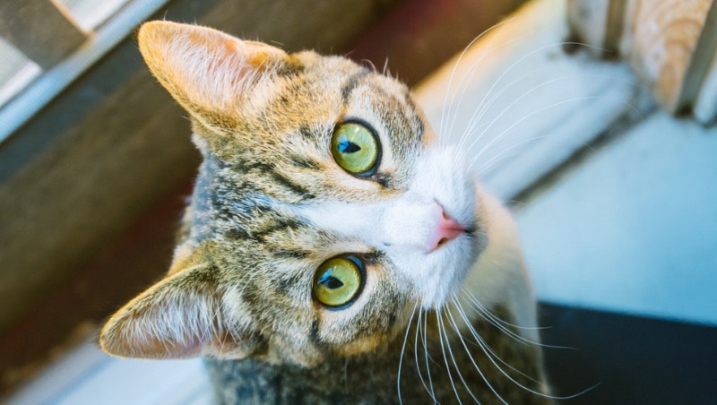 25 Crazy Cat Facts - Assisi Animal Health