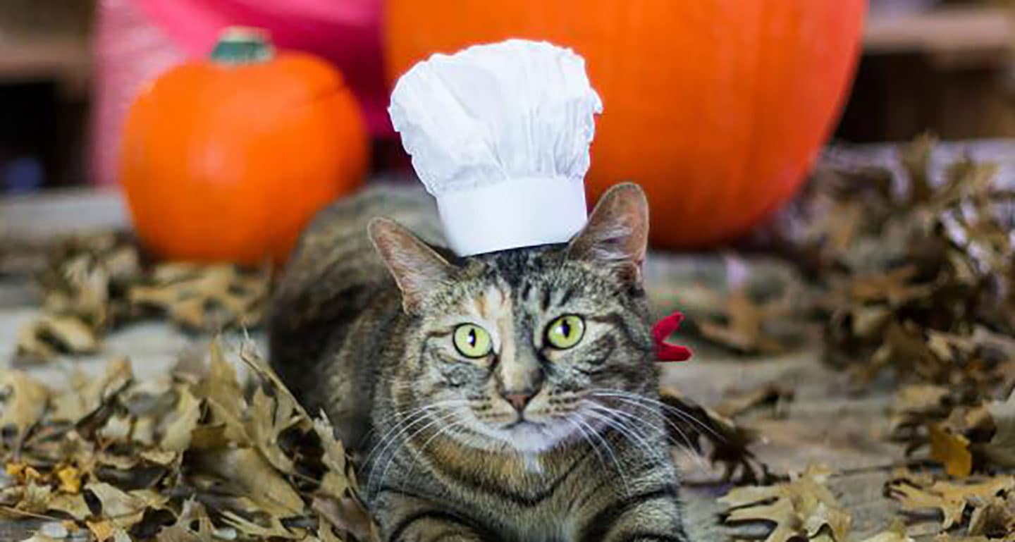 DIY cat costume - cat chef