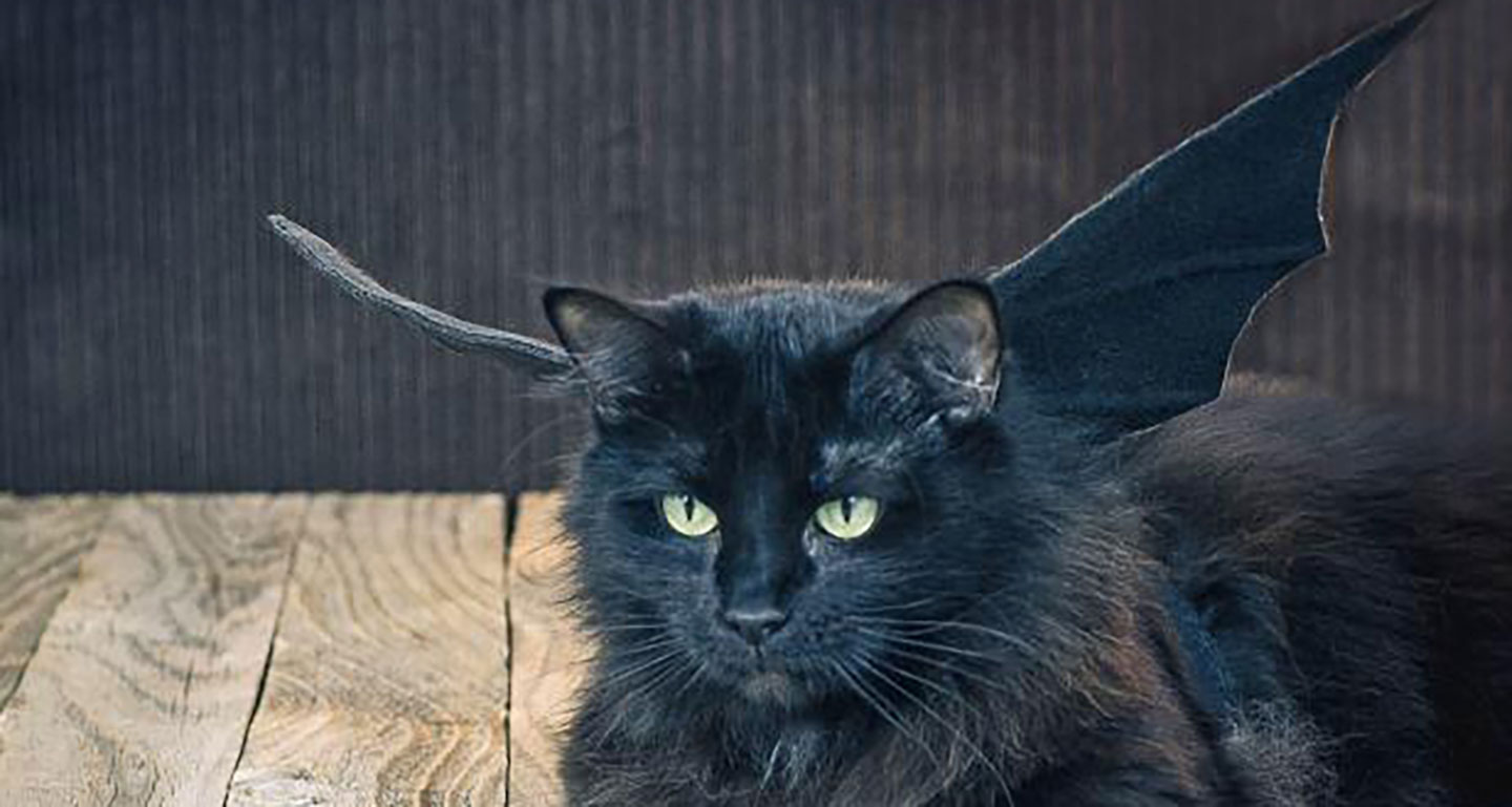 DIY cat costume - bat cat