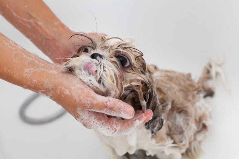when can you give a puppy a bath