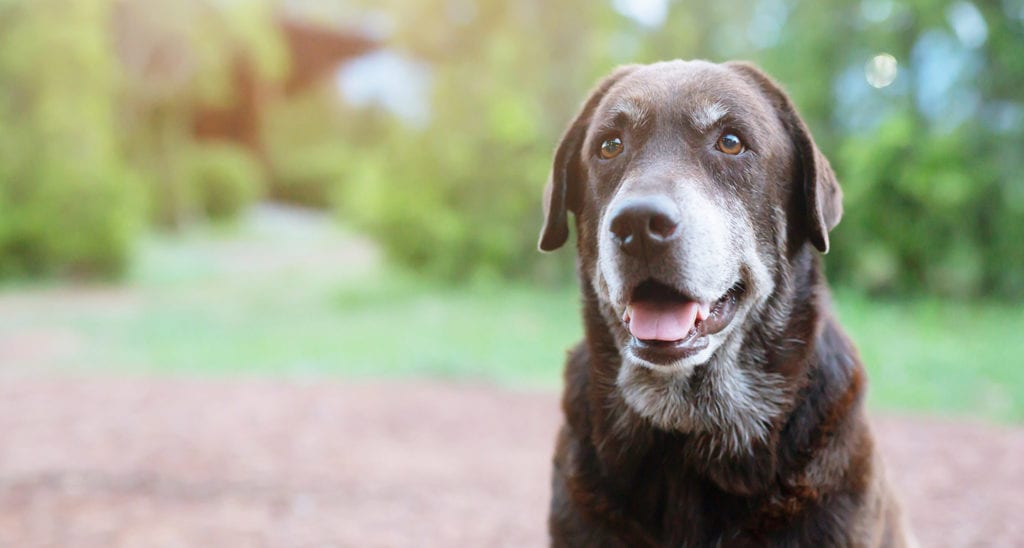Why Is My Dog's Spine Showing? Changes to Expect in Older Dogs | BeChewy