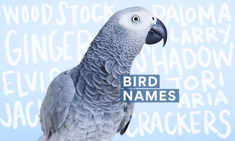 280 Pet Bird Names for Your Feathery Friend | BeChewy8