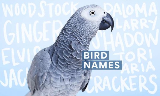 bird names