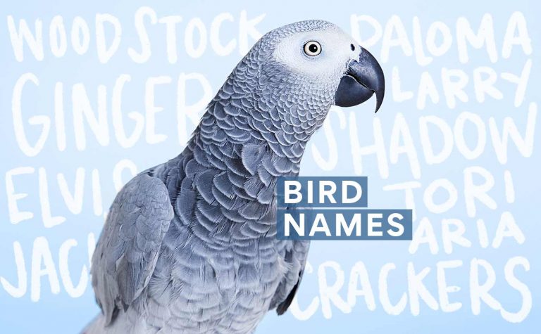 280 Pet Bird Names for Your Feathery Friend