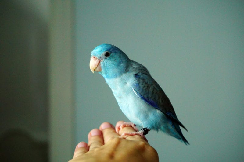 pacific parrotlet good for kids