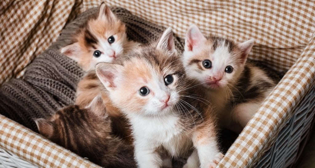 kittens in the basket