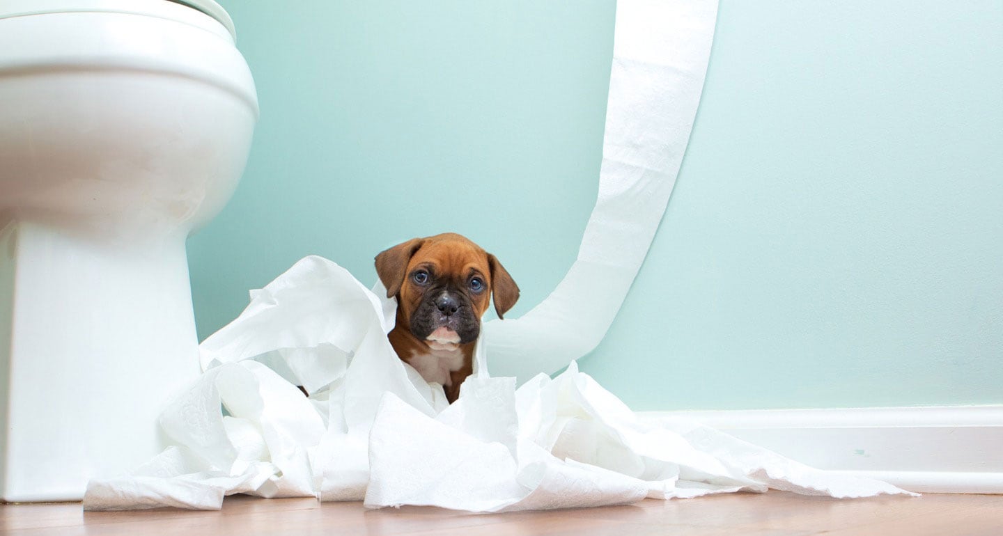 why-do-puppies-get-diarrhea-when-teething