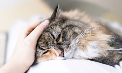 Cat Suckling: Why Cats Suckle, and How To Stop It