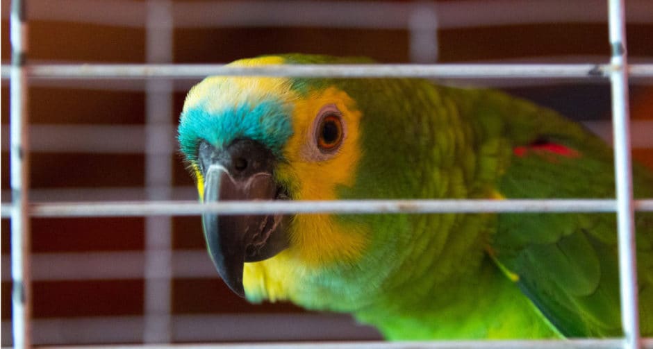 Which Airlines Allow Parrots? | BeChewy