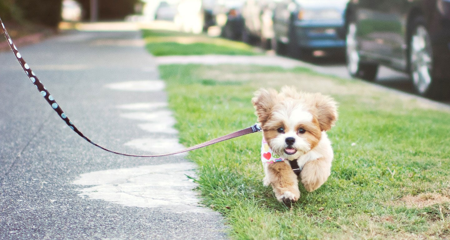 puppy walking