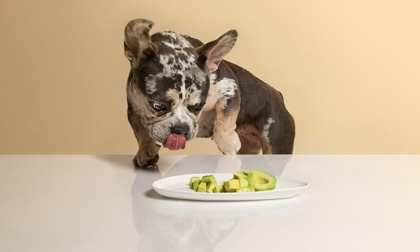 Everything You Need To Know About Giving Dogs Avocado  