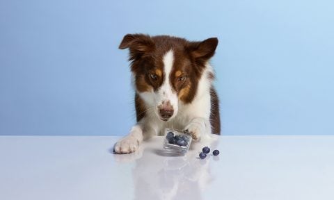 are blueberry plants toxic to dogs