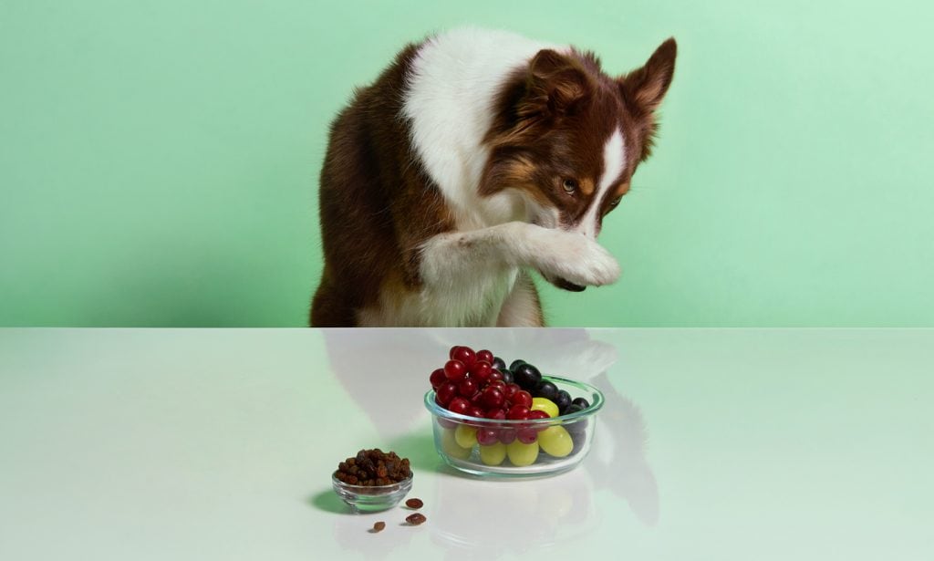 How Many Raisins Can a Dog Eat: A Guide to Safe Consumption