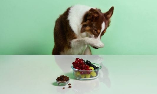 can dogs eat grapes