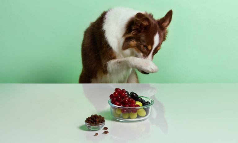 What Can Dogs Not Eat? (23 Toxic Foods To Avoid)