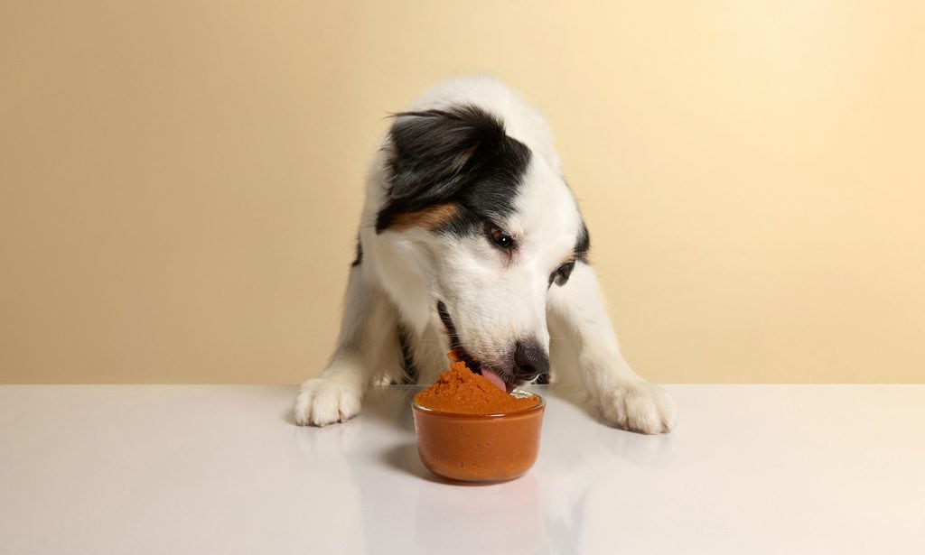 Dogs and 2024 raw pumpkin