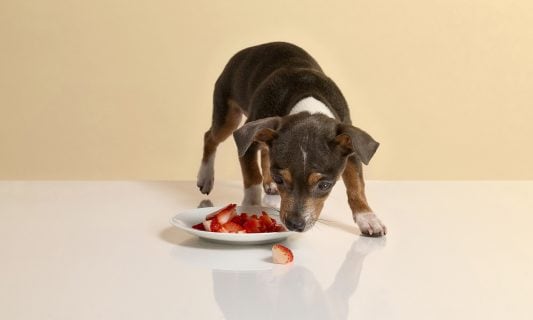 can dogs eat strawberries