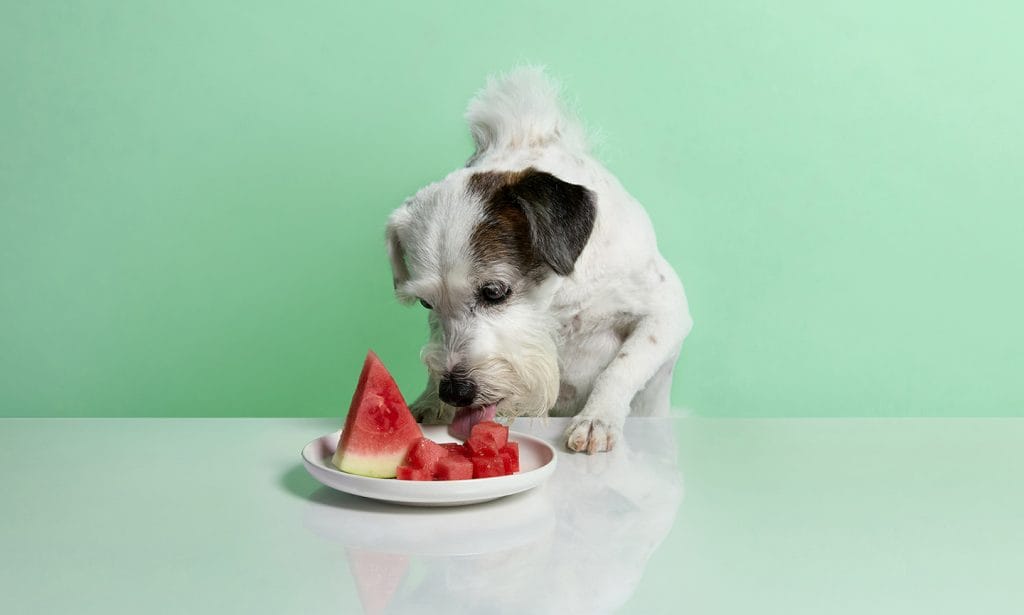 can dogs eat watermelon