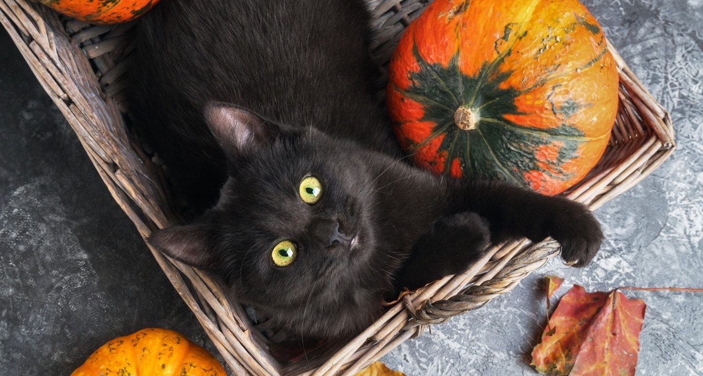 Pumpkin Treat Recipes For Your Cat Bechewy