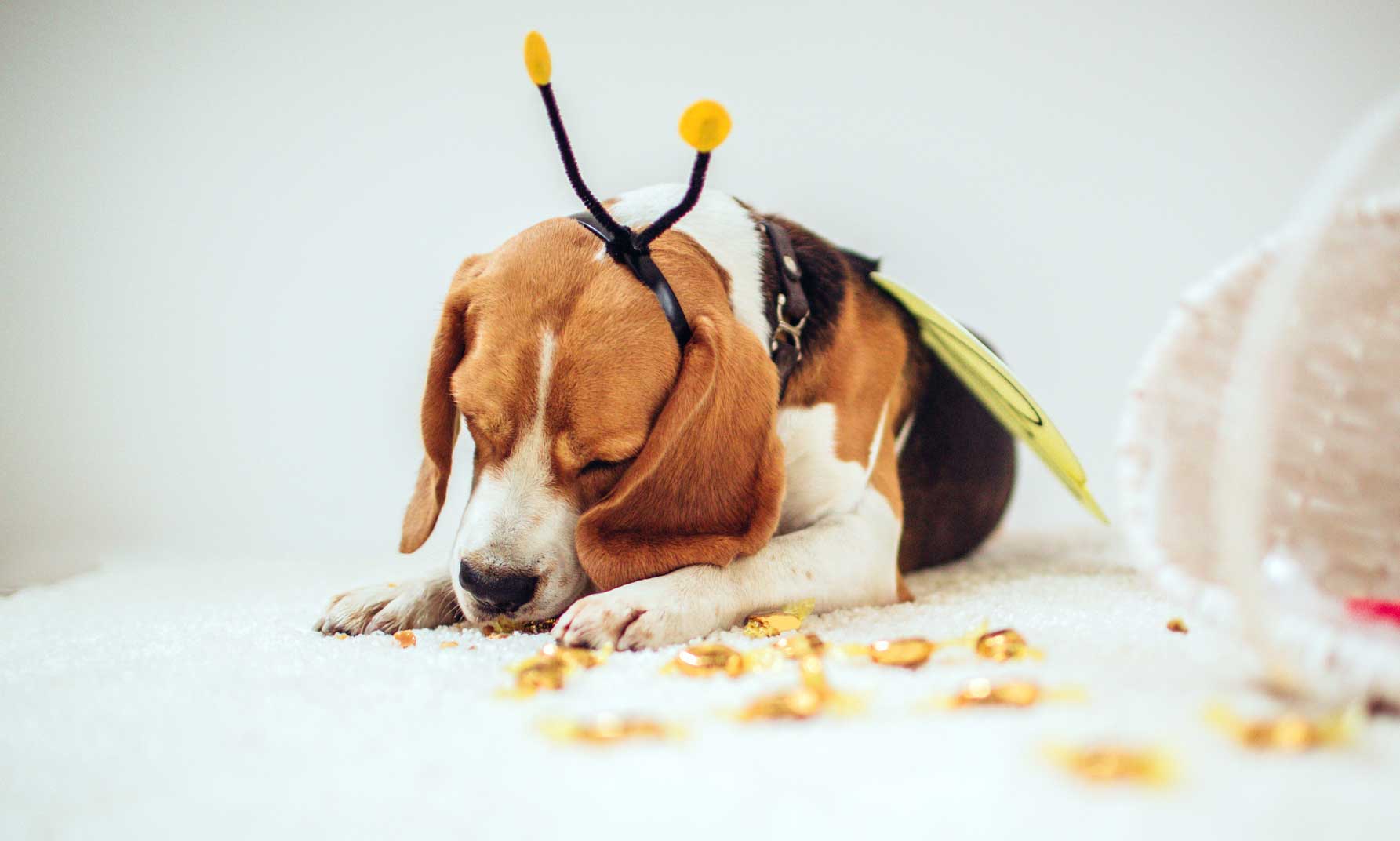 Dog ate stick outlet of butter with wrapper