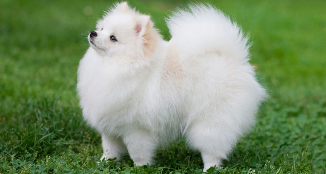 Pomeranian Dog Breed Essential Facts Temperament And Care Info