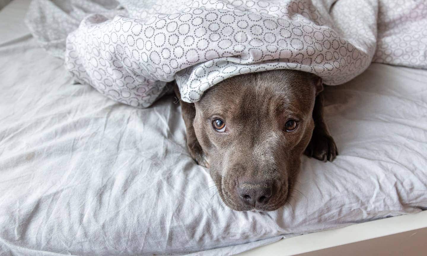 how can you tell if a dog is stressed out