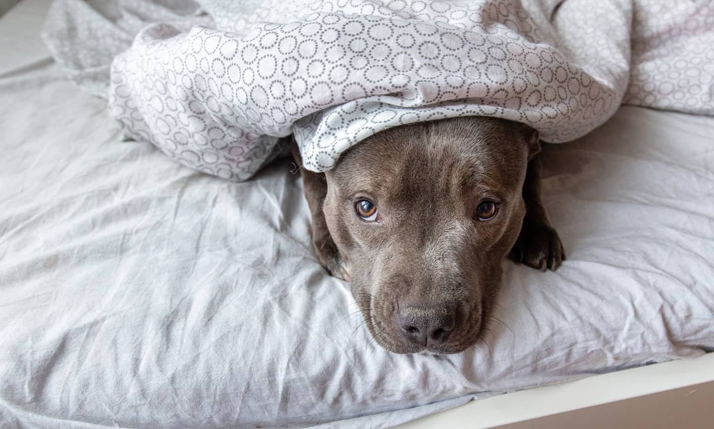 Dog Anxiety Symptoms 5 Signs Of An Anxious Dog BeChewy