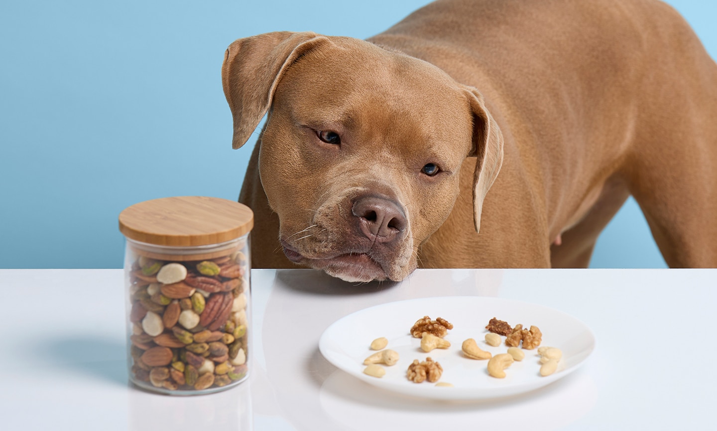 Are almonds shop harmful to dogs