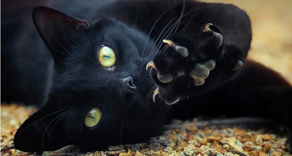 black cat halloween