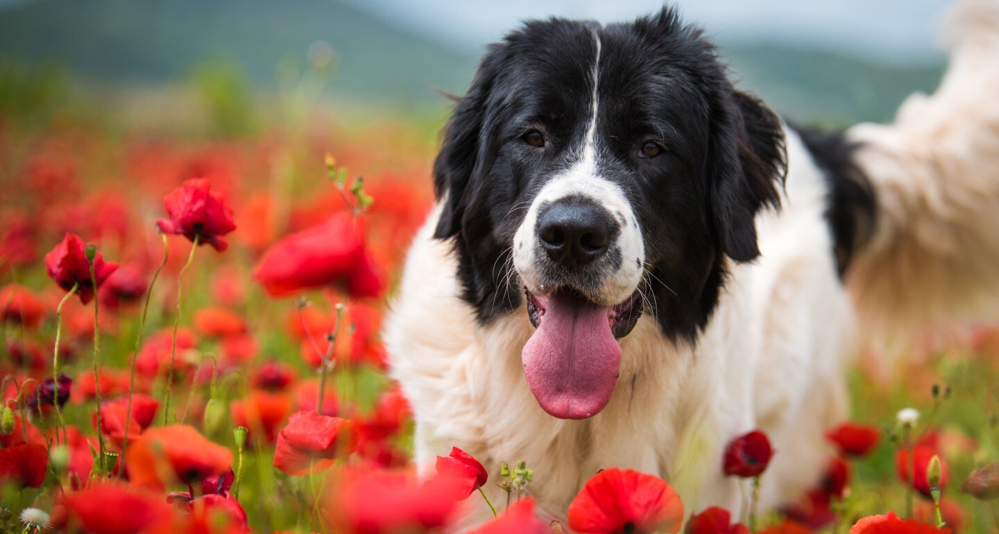 What Herb Do Dogs Hate