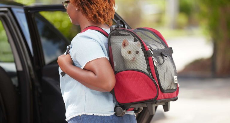 how to travel with a cat