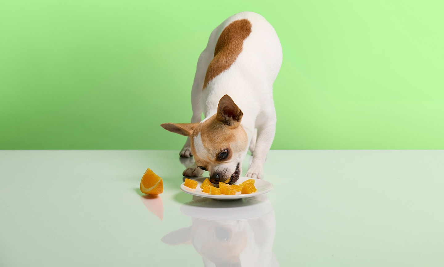 Can Dogs Eat Oranges? Everything You Need to Know BeChewy