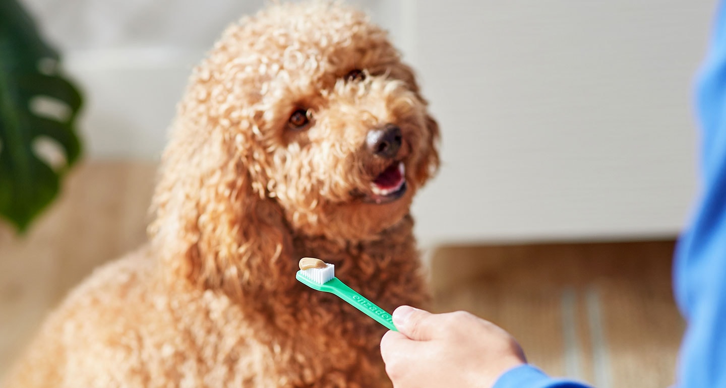 Dog dental care - dog toothbrush