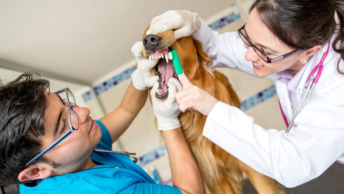 AtHome Cat Teeth Cleaning How to Brush Cats’ Teeth BeChewy