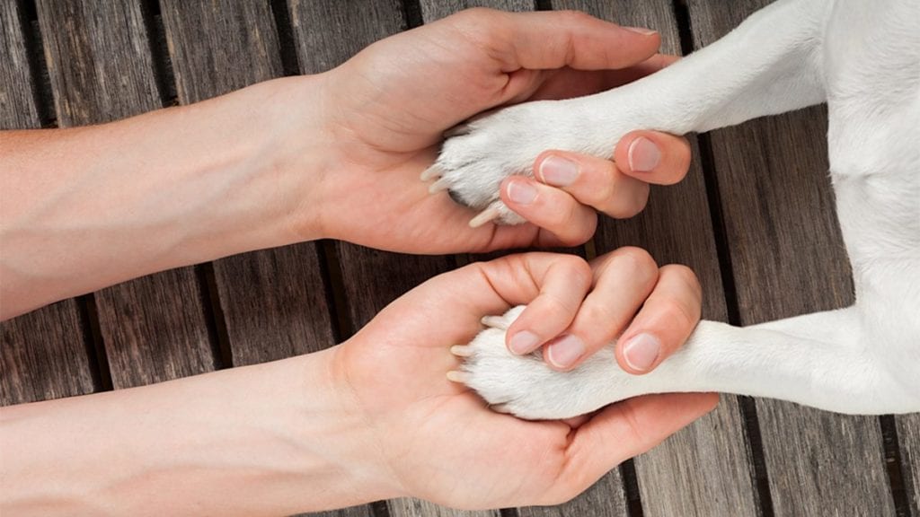 Support Your Pet’s Joint Health