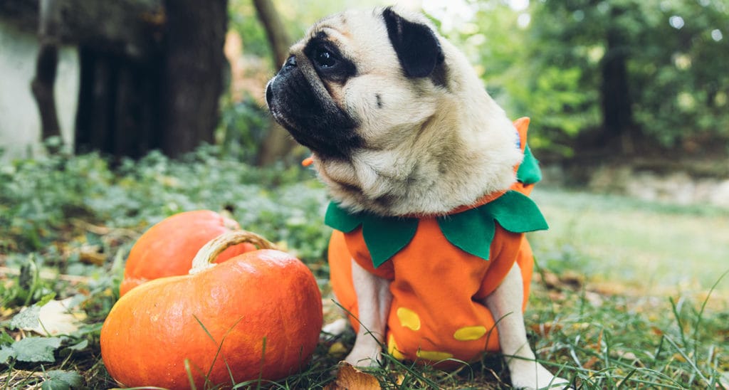 Dog Friendly Pumpkin Patch