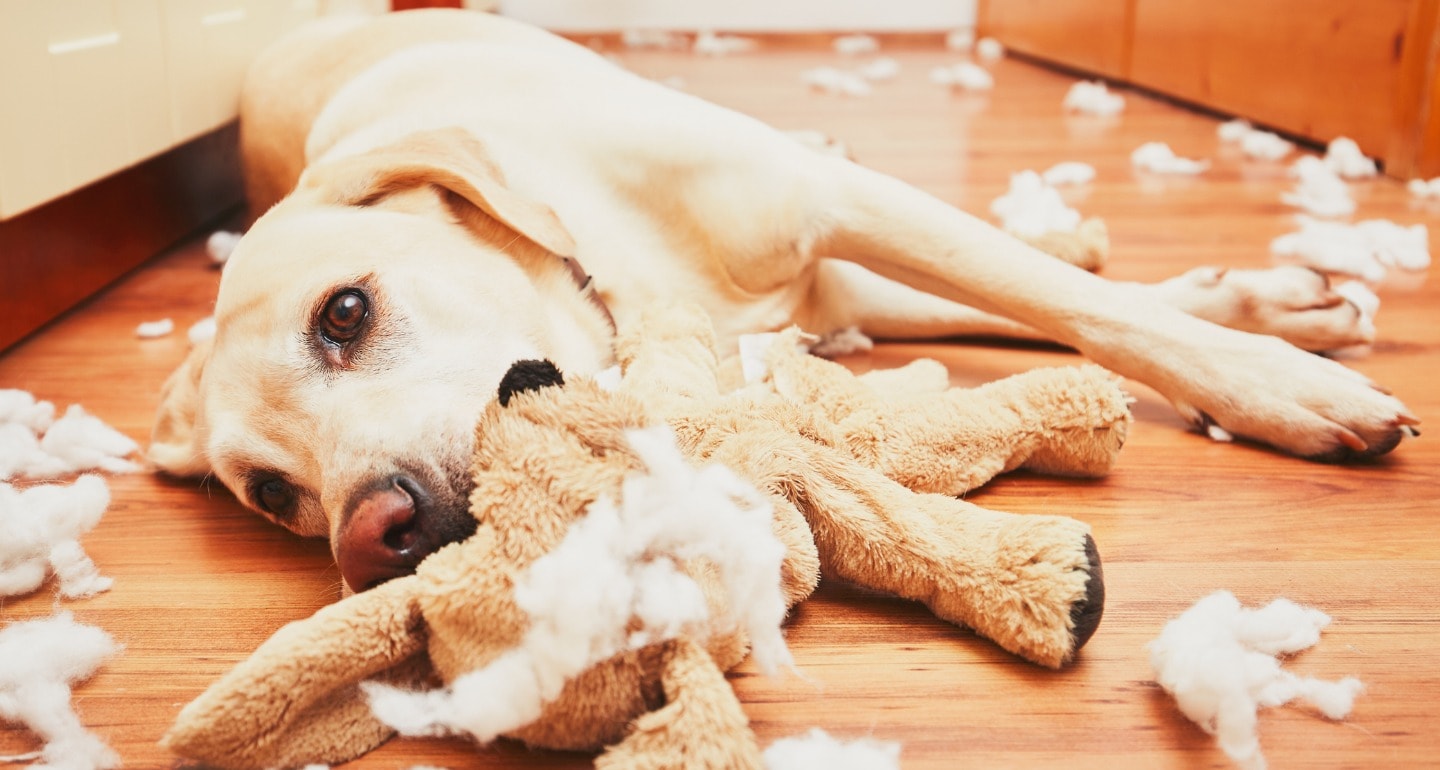 my dog eats stuffed animals