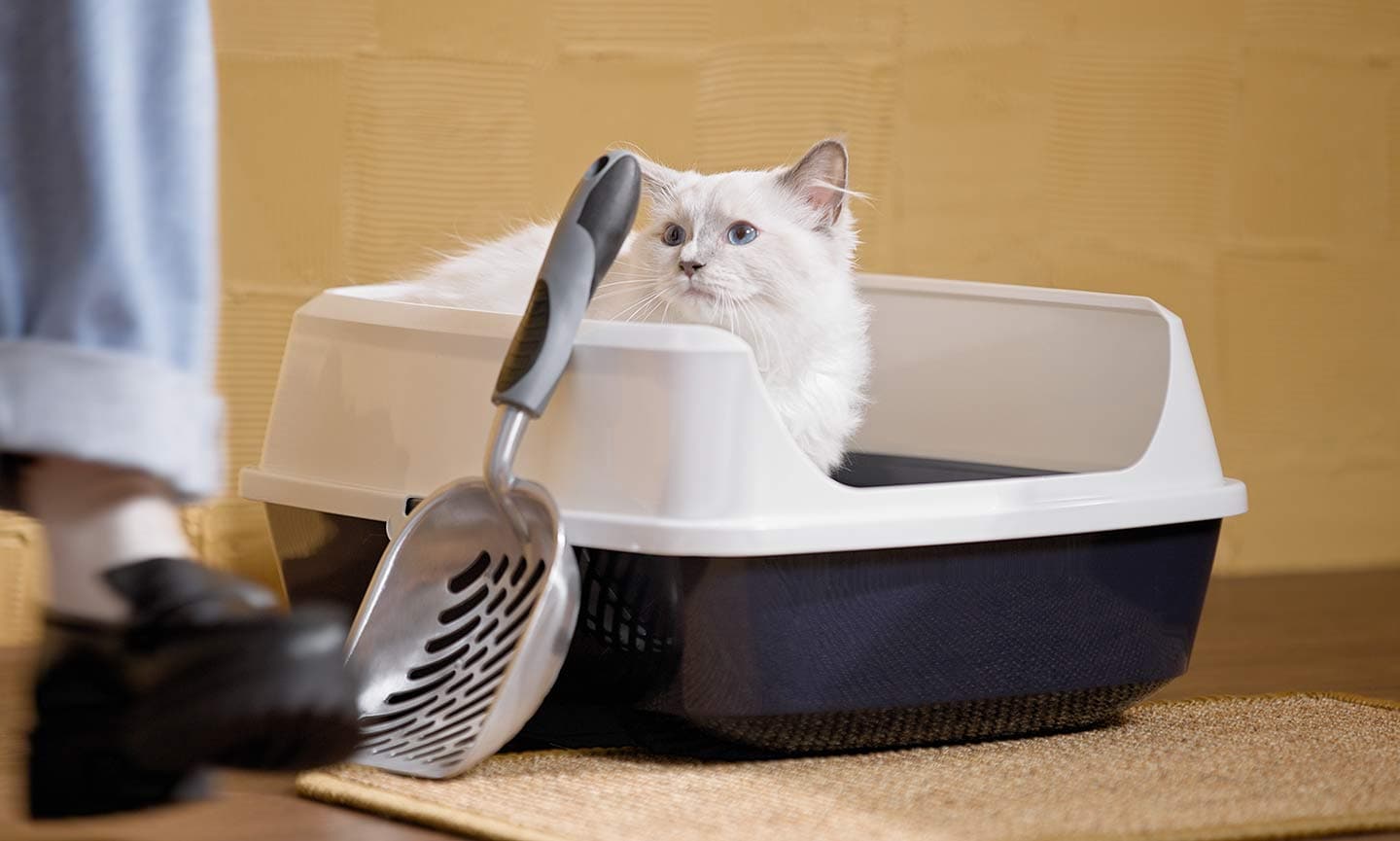 Litter Training Kittens: Easy Tips for Cat Potty Training