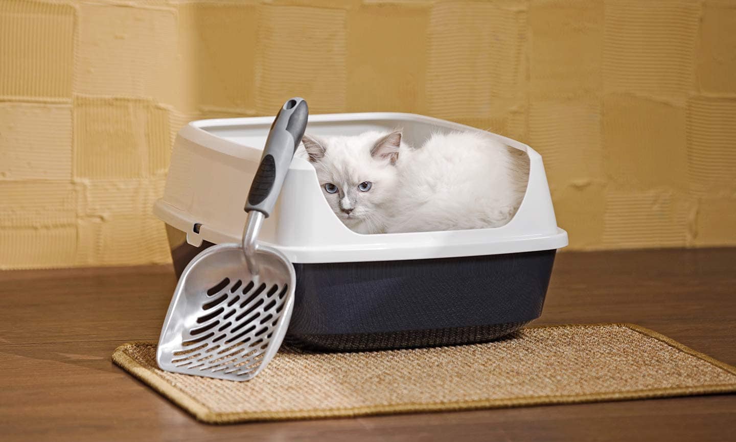 How do cats learn to outlet use the litter box