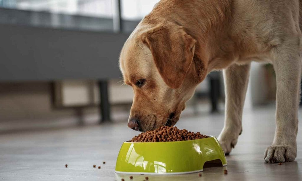 Best Slow Feeder Dog Bowls 2023  How to Slow Down Speedy Eaters