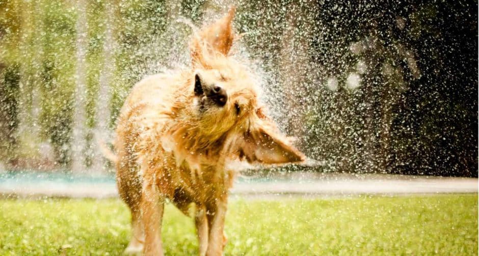 Wet Dog Smell: What Causes It and How To Fix It | BeChewy