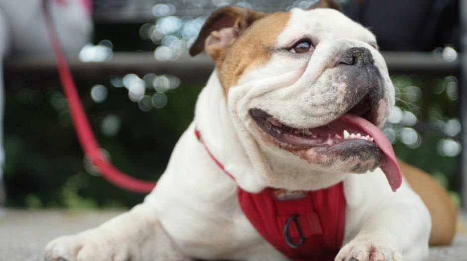 15 Dog Breeds with the Best Sense of Smell BeChewy