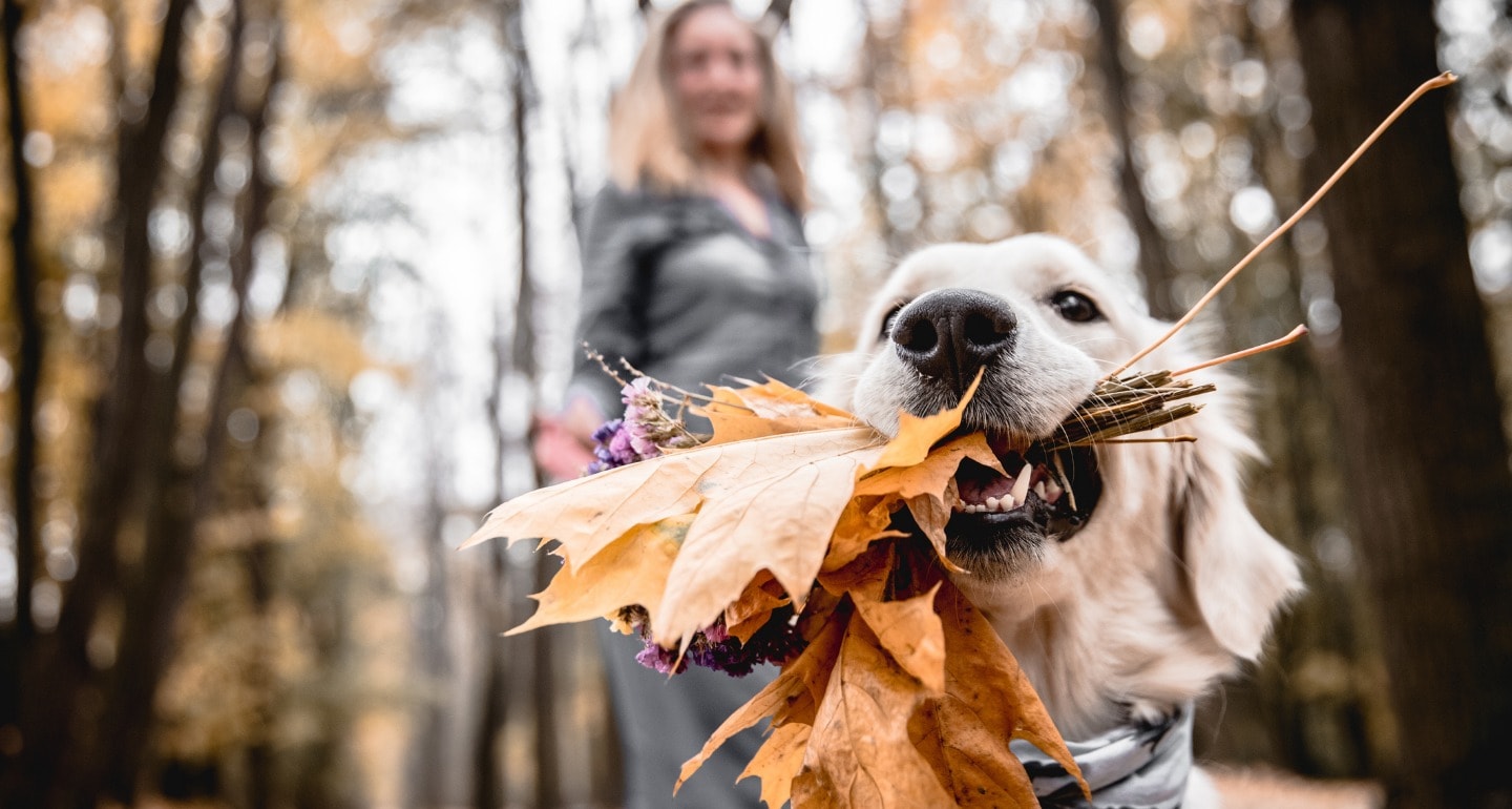 10 Autumn Dog Activities Your Fur Kid Will Fall in Love With