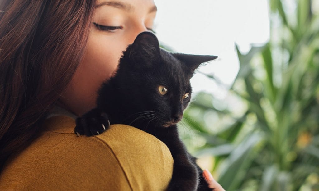 Does My Cat Love Me 13 Ways Your Cat Says I Love You Bechewy