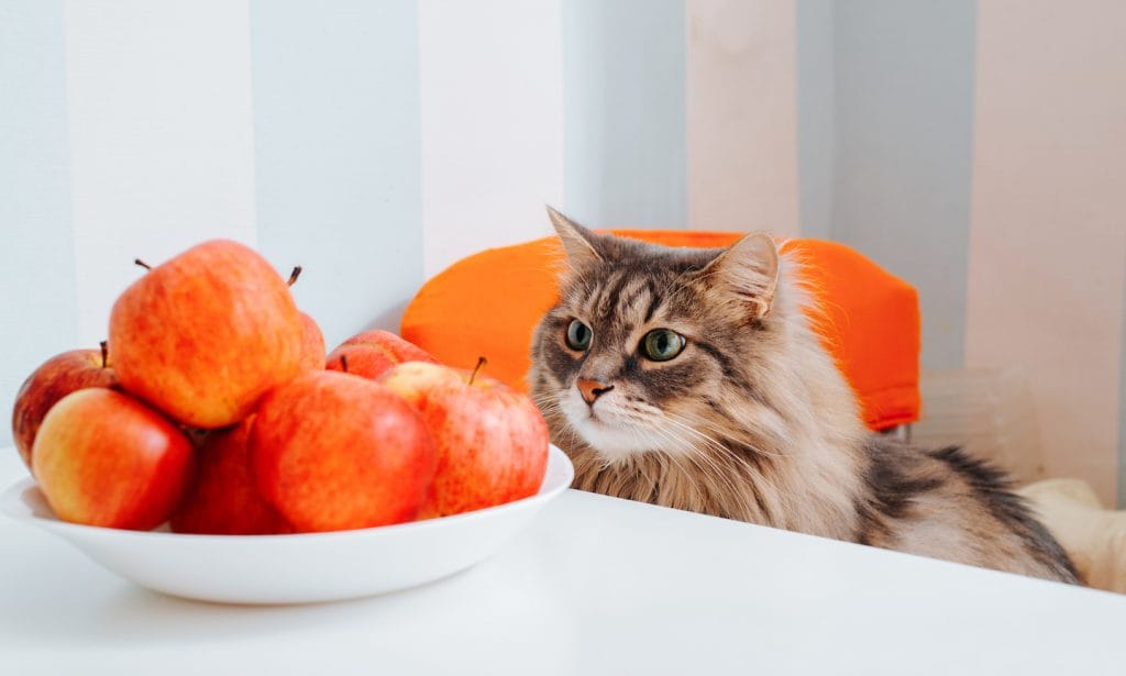 cat looking at apples