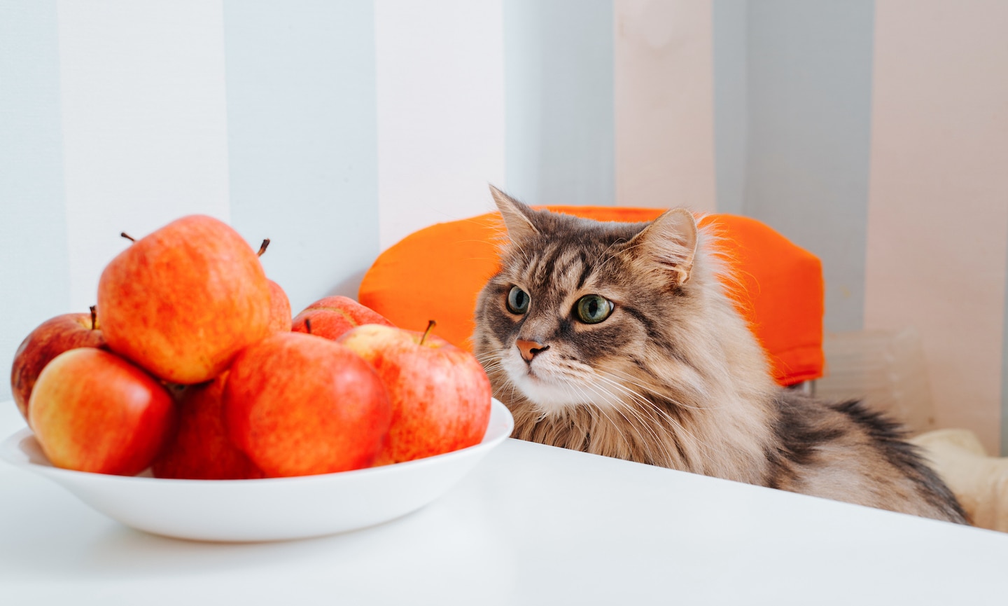 Cat will eat clearance treats but not food