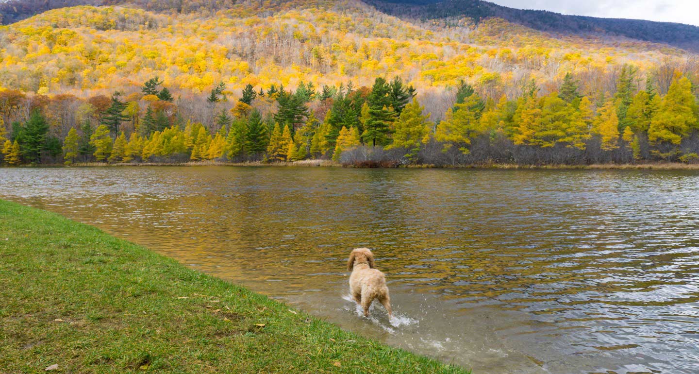 dog vacations in Vermont