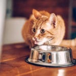 How Much to Feed a Cat: Portions, Counting Calories & Beyond