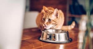 how much food do i feed my kitten