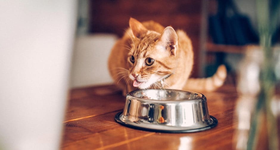How Much to Feed a Cat Portions, Calories & More BeChewy